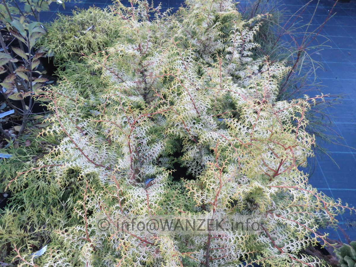 Chamaecyparis obtusa Lucas 03 Herbst nah Abends.JPG